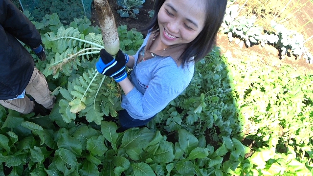 家庭菜園をやりたい妻と私のお父さんの利害関係が一致した