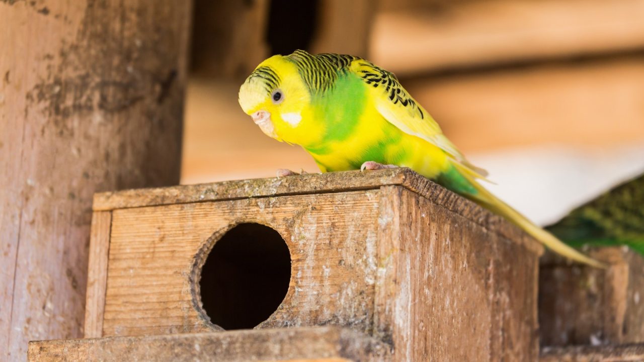 鳴き声 セキセイ インコ の